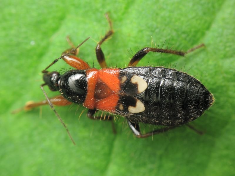 Prostemma sanguineum (Rossi, 1790)